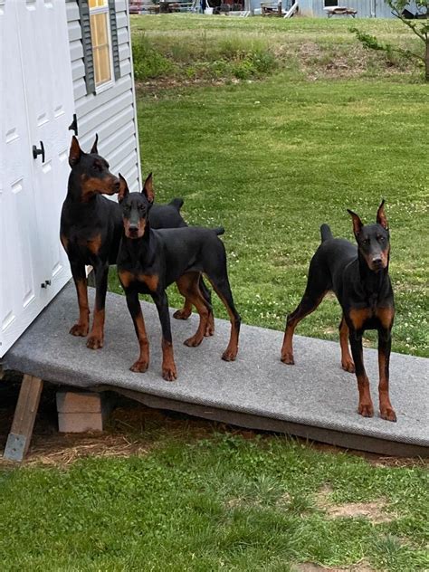 doberman nc|akc doberman puppies for sale.